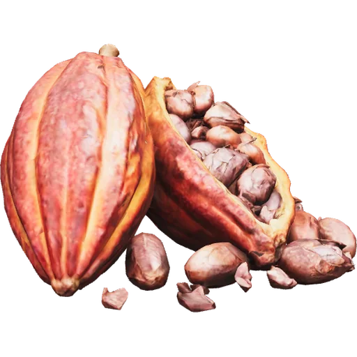 Cacau
