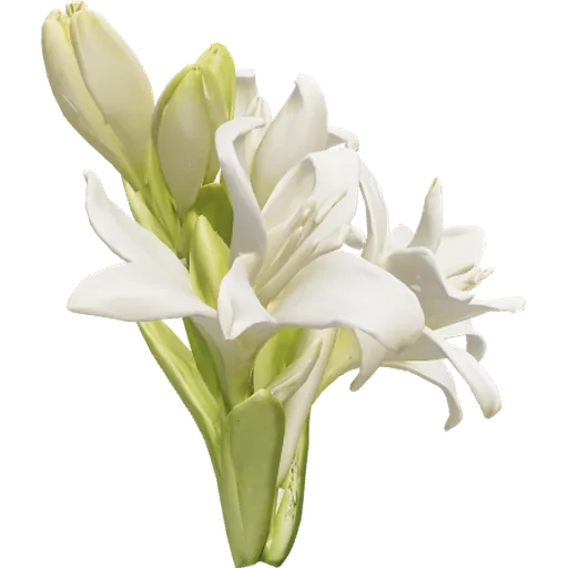 Tuberosa